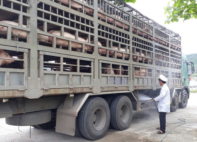 Đà Nẵng xuất hiện dịch tả lợn Châu Phi - ảnh 1