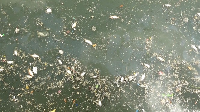 Cá lại chết nổi trắng kênh Nhiêu Lộc - Thị Nghè sau mưa - ảnh 3