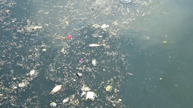 Cá lại chết nổi trắng kênh Nhiêu Lộc - Thị Nghè sau mưa - ảnh 4