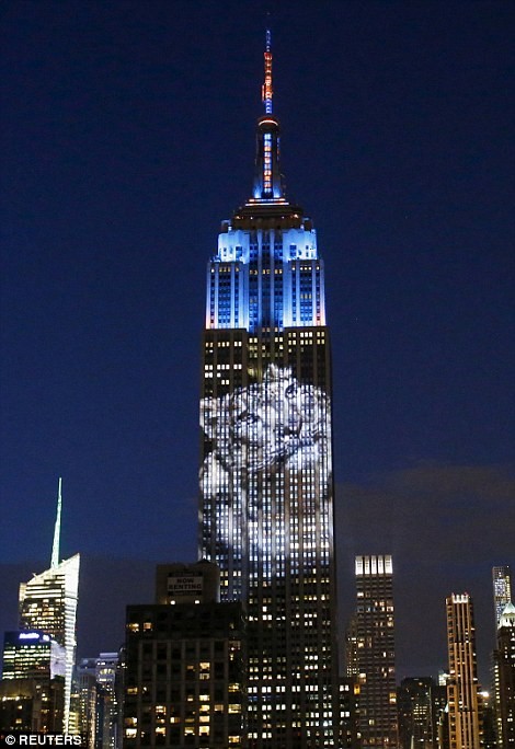 ‘Vua sư tử’ Cecil được tưởng nhớ trên tòa nhà Empire State - ảnh 6