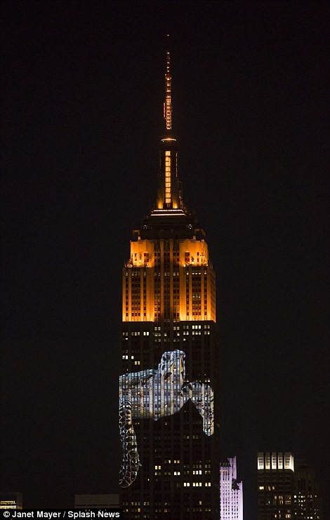 ‘Vua sư tử’ Cecil được tưởng nhớ trên tòa nhà Empire State - ảnh 8