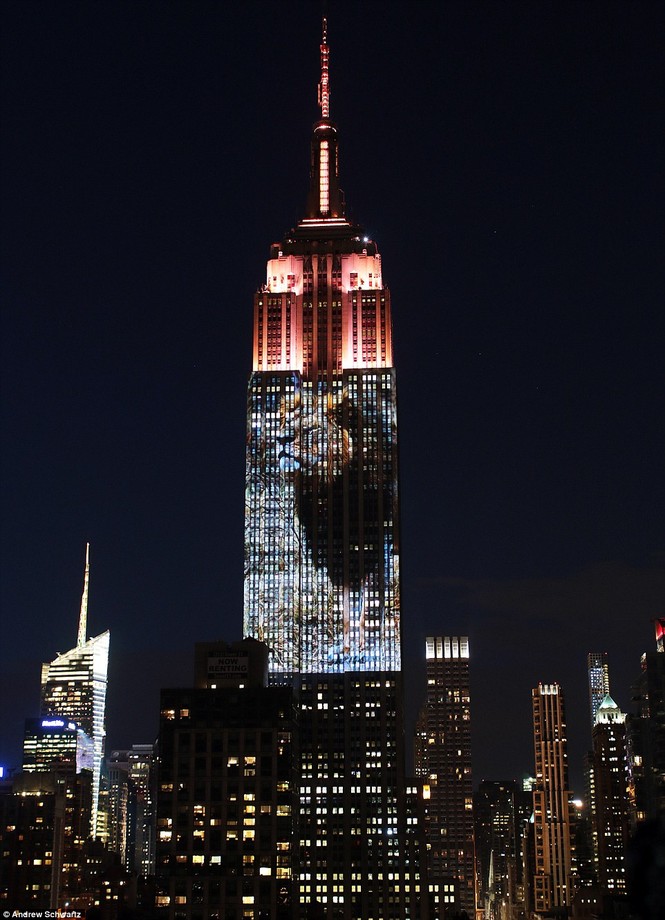 ‘Vua sư tử’ Cecil được tưởng nhớ trên tòa nhà Empire State - ảnh 1