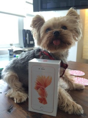 Chiếc iPhone 6S đầu tiên trên thế giới đã có chủ - ảnh 3