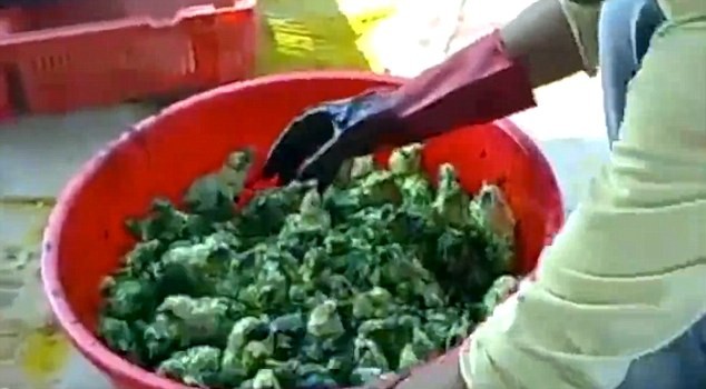 Hãi hùng công nghệ nhuộm gà con thành bảy sắc cầu vồng - ảnh 3