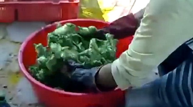 Hãi hùng công nghệ nhuộm gà con thành bảy sắc cầu vồng - ảnh 2