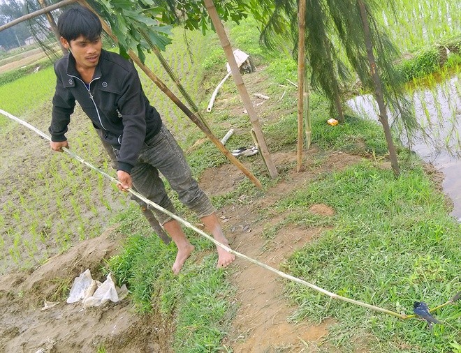Mục kích 'trận địa' vây bắt chim én - ảnh 4