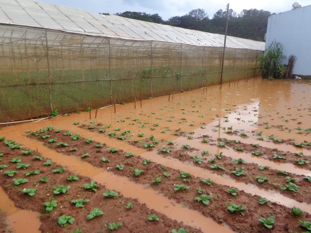 Mưa bão khiến giá rau tăng chóng mặt ở Đà Lạt - ảnh 2