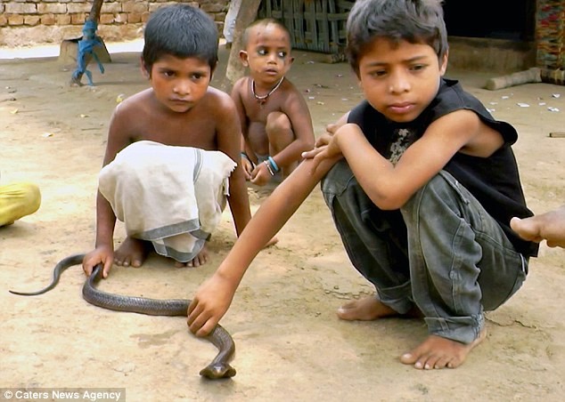Tròn mắt với rắn hổ mang có... mặt cười trên lưng - ảnh 5