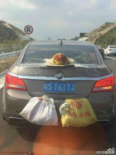 Gà, vịt treo lủng lẳng cốp sau xế hộp về quê ăn Tết - ảnh 3