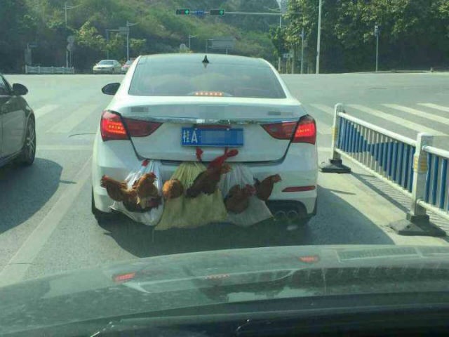 Gà, vịt treo lủng lẳng cốp sau xế hộp về quê ăn Tết - ảnh 5