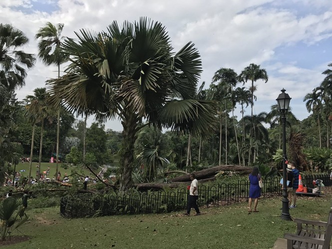 Cây trăm tuổi trong công viên đổ rạp, cả gia đình thương vong - ảnh 4
