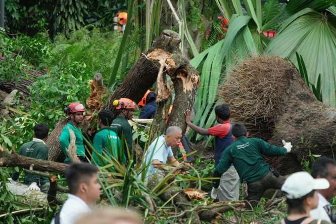 Cây trăm tuổi trong công viên đổ rạp, cả gia đình thương vong - ảnh 7