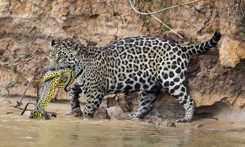 Báo đốm đoạt mạng trăn anaconda trong rừng già Brazil - ảnh 1