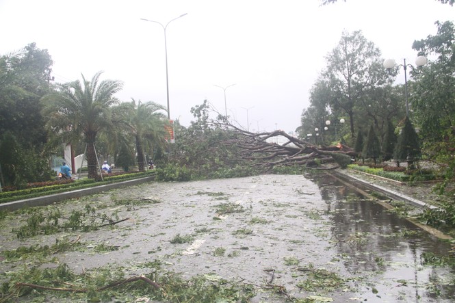 Thành Phố Quy Nhơn ngổn ngang sau bão - ảnh 3