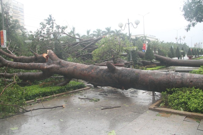 Thành Phố Quy Nhơn ngổn ngang sau bão - ảnh 4