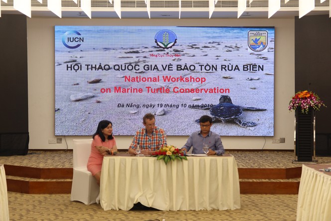 Số lượng rùa lên đẻ trứng tại Việt Nam giảm mạnh - ảnh 1