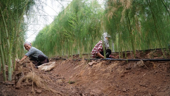 Thu nhập tiền triệu mỗi ngày nhờ trồng măng tây công nghệ cao - ảnh 1