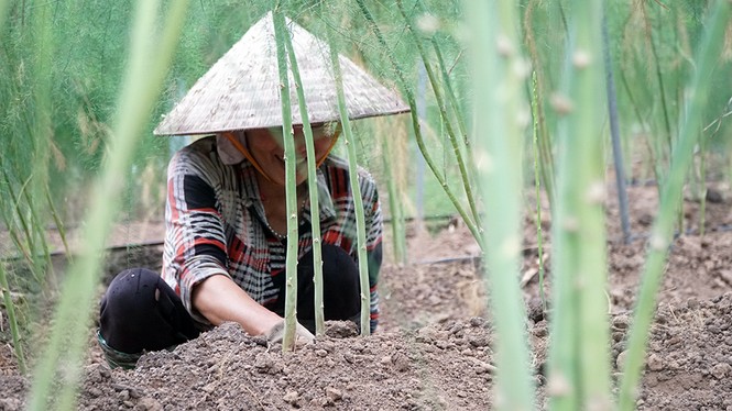 Thu nhập tiền triệu mỗi ngày nhờ trồng măng tây công nghệ cao - ảnh 3
