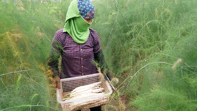 Thu nhập tiền triệu mỗi ngày nhờ trồng măng tây công nghệ cao - ảnh 4