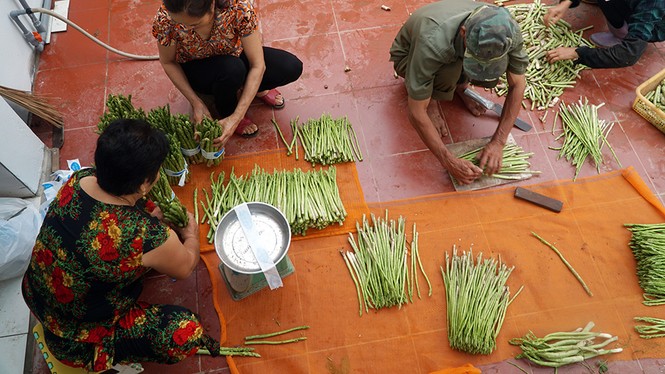 Thu nhập tiền triệu mỗi ngày nhờ trồng măng tây công nghệ cao - ảnh 7