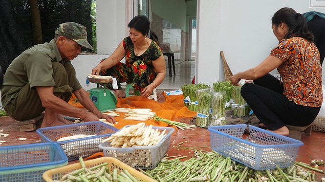 Thu nhập tiền triệu mỗi ngày nhờ trồng măng tây công nghệ cao - ảnh 10