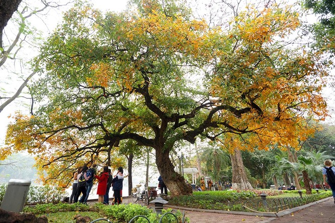 Hà Nội đẹp mơ màng, lãng mạn như phim vào mùa cây thay lá - ảnh 12