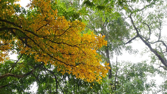 Hà Nội đẹp mơ màng, lãng mạn như phim vào mùa cây thay lá - ảnh 14