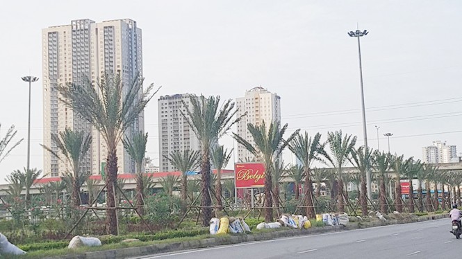 Dừng cắt cỏ, Hà Nội trồng cây to suốt dọc Đại lộ Thăng Long - ảnh 4