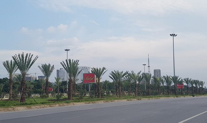 Dừng cắt cỏ, Hà Nội trồng cây to suốt dọc Đại lộ Thăng Long - ảnh 6