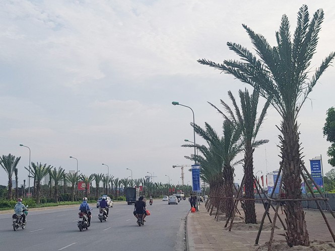 Dừng cắt cỏ, Hà Nội trồng cây to suốt dọc Đại lộ Thăng Long - ảnh 1