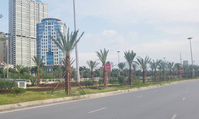 Dừng cắt cỏ, Hà Nội trồng cây to suốt dọc Đại lộ Thăng Long - ảnh 2
