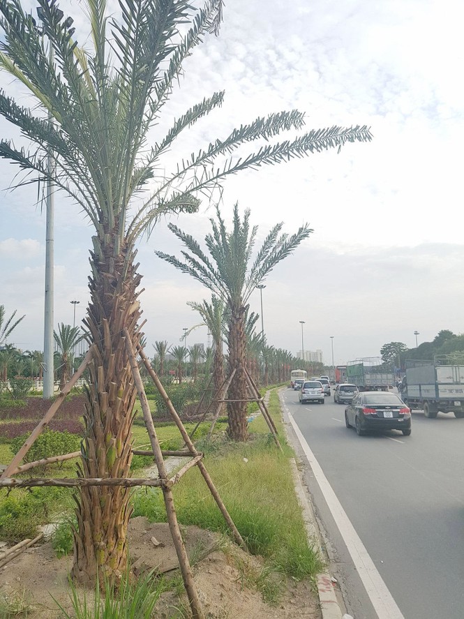 Dừng cắt cỏ, Hà Nội trồng cây to suốt dọc Đại lộ Thăng Long - ảnh 3