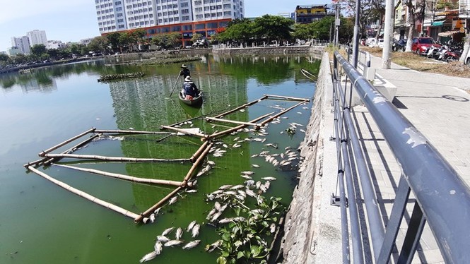 Cá chết nổi trắng hồ ở Đà Nẵng do nắng nóng kéo dài - ảnh 1