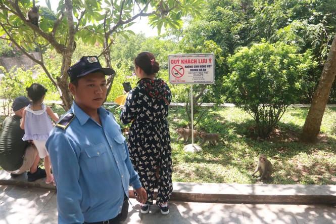 Khỉ bới rác ăn ở Sơn Trà, nguy cơ lây nhiễm bệnh cho du khách - ảnh 10