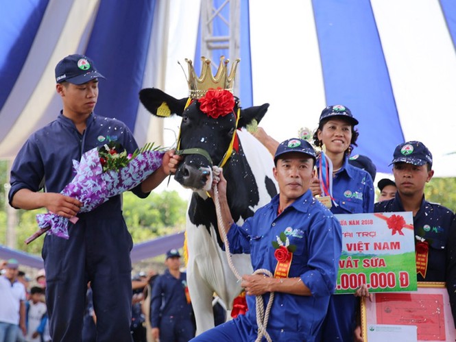 Chăn nuôi bò sữa, đất Mộc Châu có hàng trăm triệu phú - ảnh 2