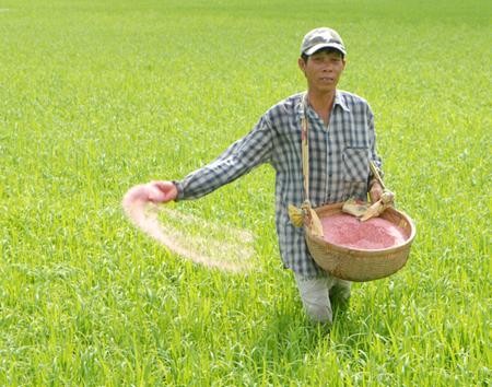 Năng suất lúa, cà phê Việt Nam cao nhất thế giới nhưng tiền thu về ít nhất - ảnh 1