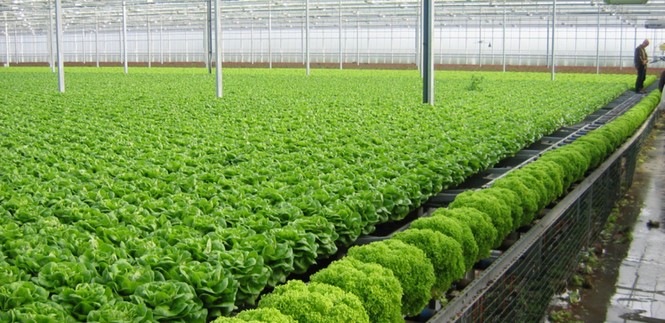 Đến lúc 'mở đường' để nông nghiệp làm ăn lớn - ảnh 1