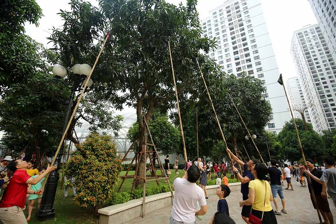 {title} hoa quả Việt,đặc sản Việt,xoài,Hà Nội