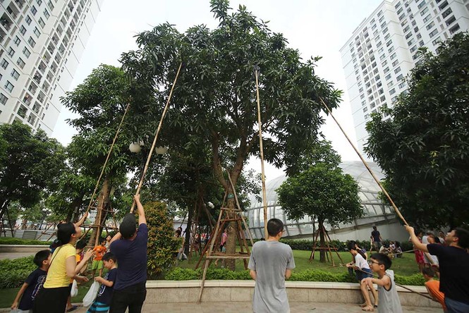 {title} hoa quả Việt,đặc sản Việt,xoài,Hà Nội