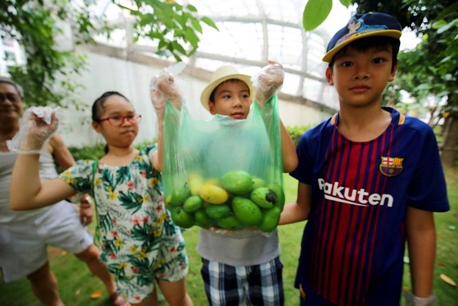 {title} hoa quả Việt,đặc sản Việt,xoài,Hà Nội
