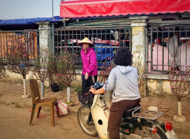 Nắng ấm, hoa đào rực rỡ khoe sắc ở Thủ đô - ảnh 1