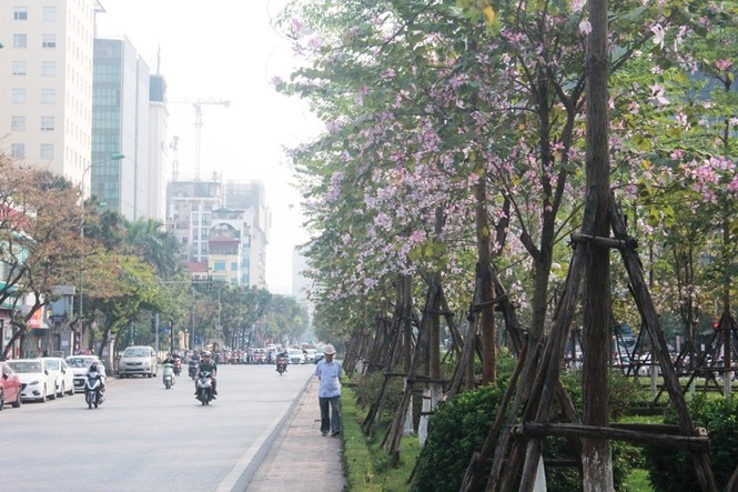 Ngắm hoa ban khoe sắc khắp phố phường Hà Nội - ảnh 4