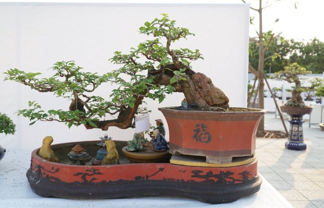 50 quốc gia góp mặt tại lễ hội Bonsai và Suiseki châu Á - Thái Bình Dương - ảnh 1