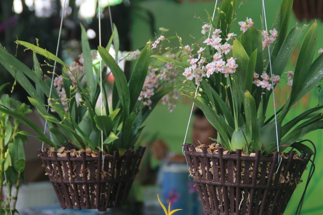 Ngắm nhiều loại cây, hoa độc đáo tại Tuần lễ sinh vật cảnh TPHCM 2019 - ảnh 2