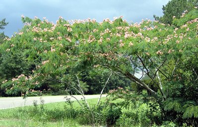 Mệt mỏi mạn tính vì suy nhược thần kinh - ảnh 1
