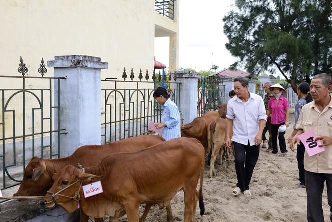 Bia Sài Gòn tặng bò tại Thái Bình - ảnh 2