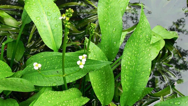 Tăng cường vitamin C: Cách đơn giản giúp giảm nguy cơ mắc gút - ảnh 2