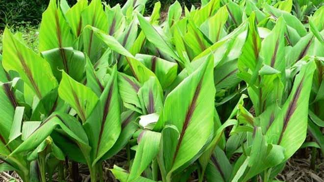 5 vị thuốc quý giúp cải thiện chứng đau bụng kinh - ảnh 2