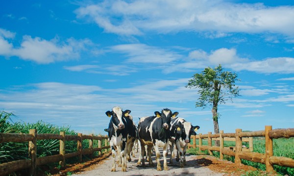 Beauty Blogger Hannah Nguyễn háo hức với Vinamilk Organic Farm Tour - ảnh 4