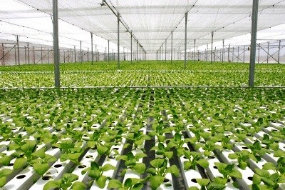 Nông nghiệp sạch - Chìa khóa phát triển nông nghiệp bền vững - ảnh 1